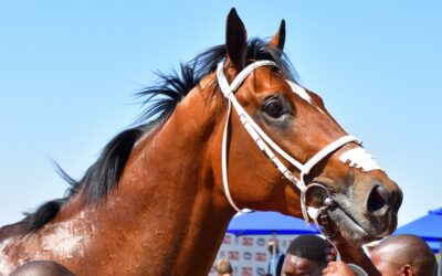 Fortune favours the brave, they say, especially in the Durban July.